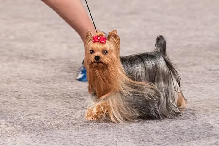 Yorkshire Terrier