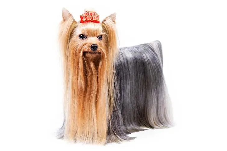 یورکشایر تریر (Yorkshire Terrier)