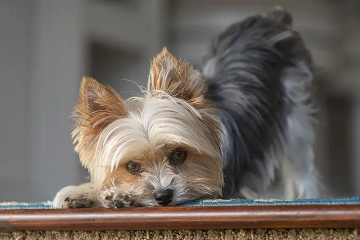گالری تاریخچه یورکشایر تریر (Yorkshire Terrier)
