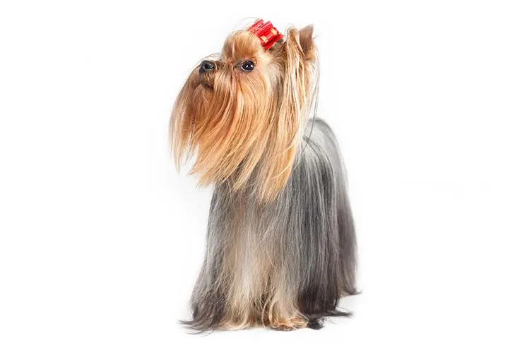 گالری تاریخچه یورکشایر تریر (Yorkshire Terrier)