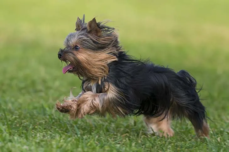 گالری تاریخچه یورکشایر تریر (Yorkshire Terrier)
