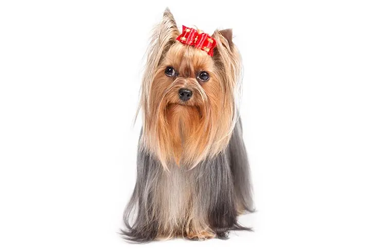 گالری تاریخچه یورکشایر تریر (Yorkshire Terrier)