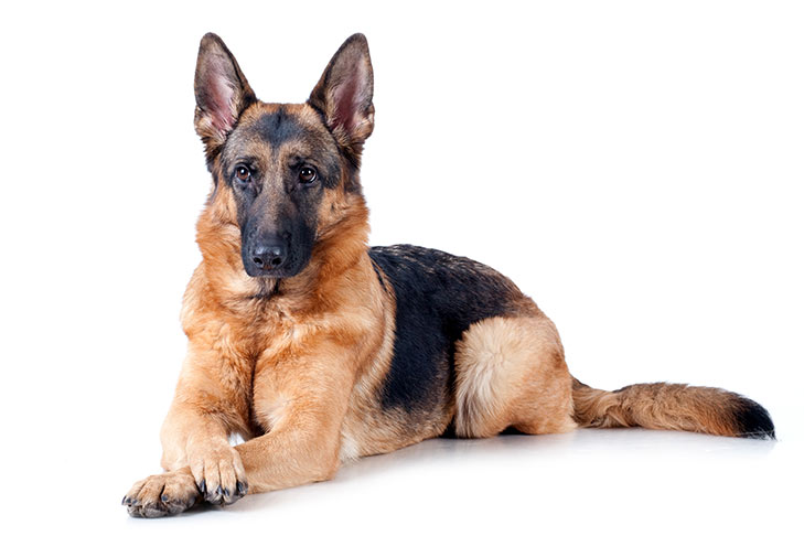 مشخصات کامل، قیمت و خرید نژاد سگ ژرمن شپرد (German Shepherd Dog) | پت راید